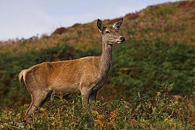 消息显示《极限竞速：地平线5》已经准备登陆PS5平台